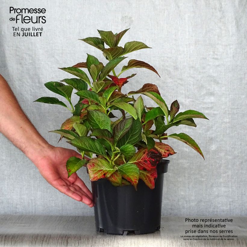 Hydrangea macrophylla Black Diamonds Dark Angel 4L/5L pot sample as delivered in summer