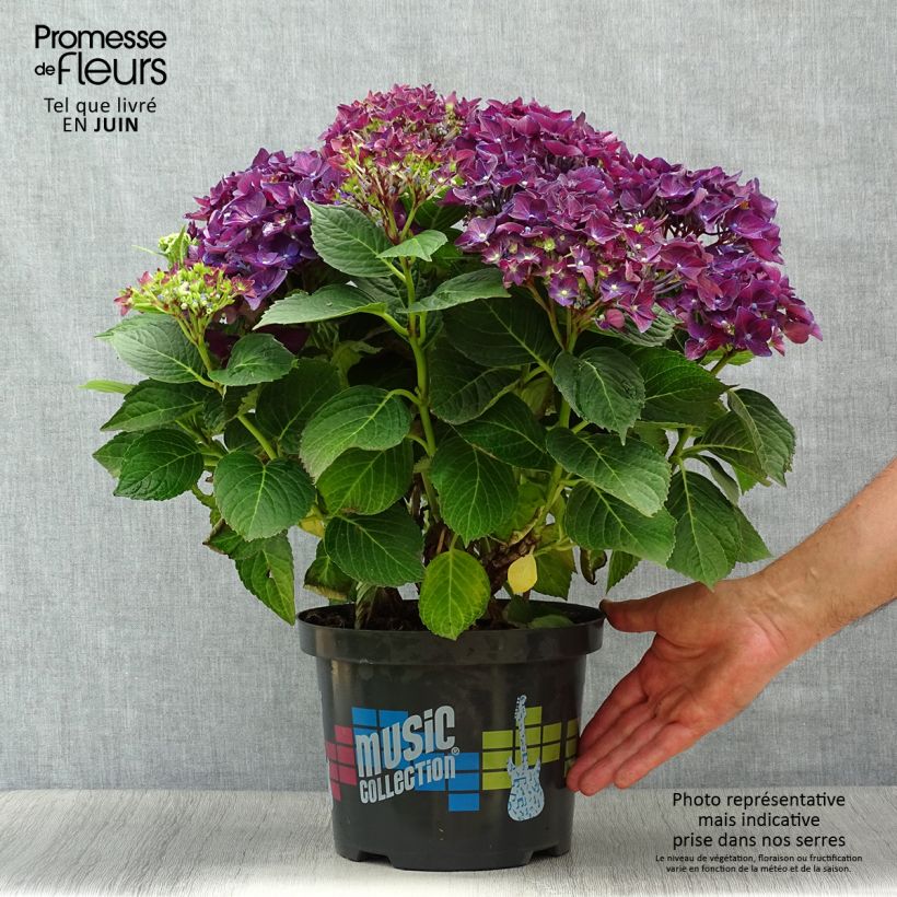 Hydrangea macrophylla Deep Purple Dance 4L/5L pot sample as delivered in summer