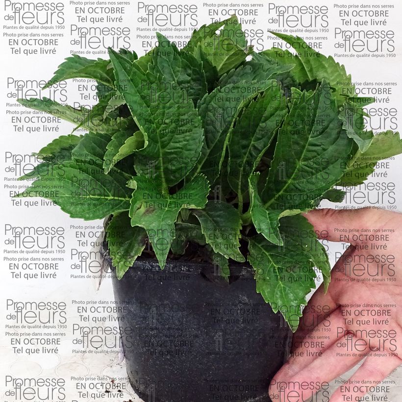 Example of Hydrangea macrophylla Dolce Farfalle 2L/3L potShipped height around 10/20cm specimen as delivered