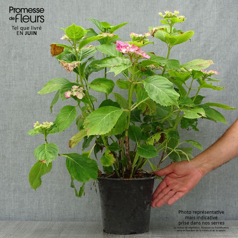 Hydrangea macrophylla Dolce Fragola 4L/5L pot sample as delivered in summer
