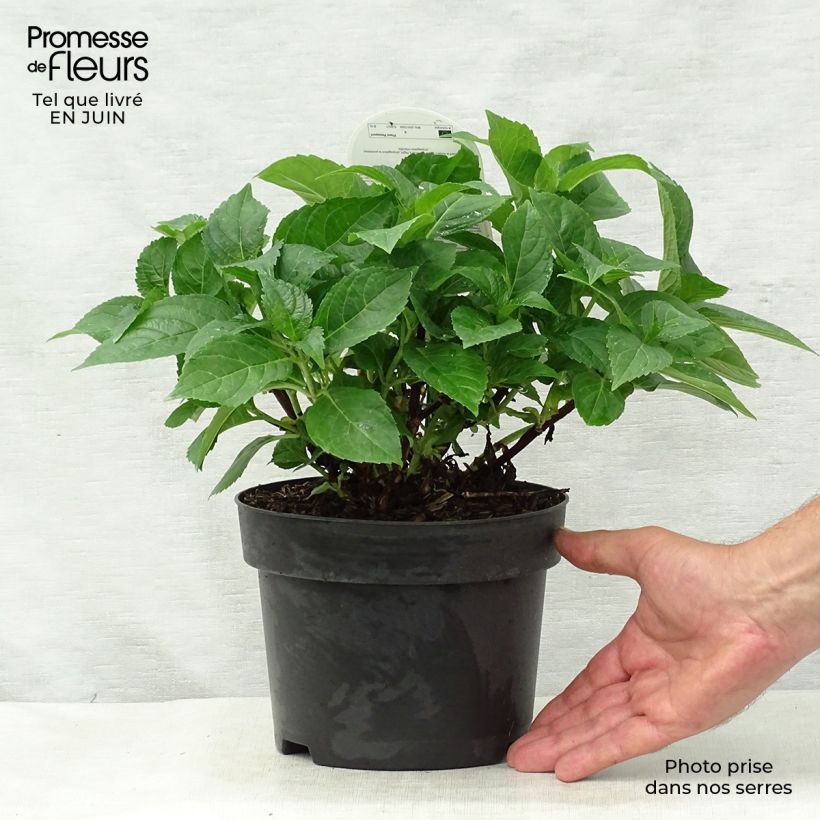 Hydrangea macrophylla Early Blue 2L/3L pot sample as delivered in summer