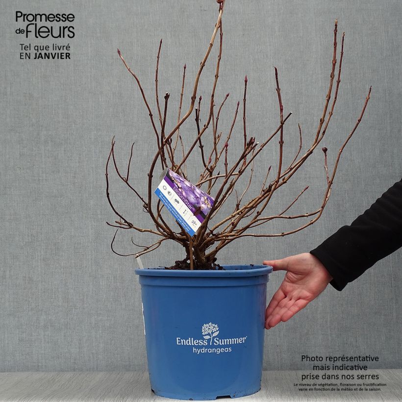 Hydrangea  macrophylla Endless Summer Bloomstar 7.5L/10L pot sample as delivered in winter