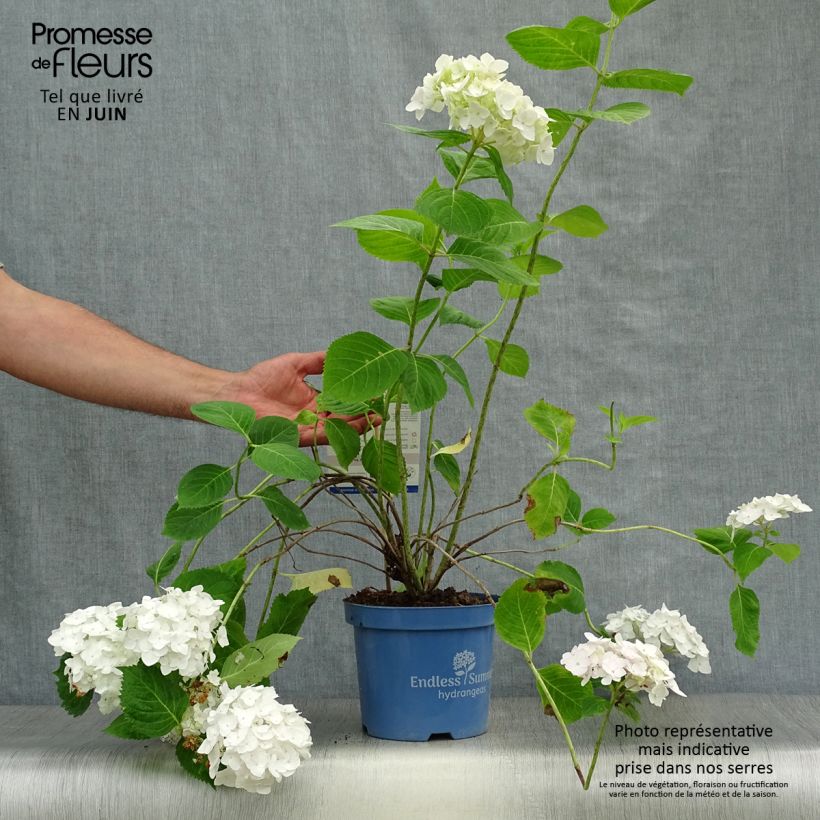 Hydrangea macrophylla Endless Summer The Bride 2L/3L pot sample as delivered in summer
