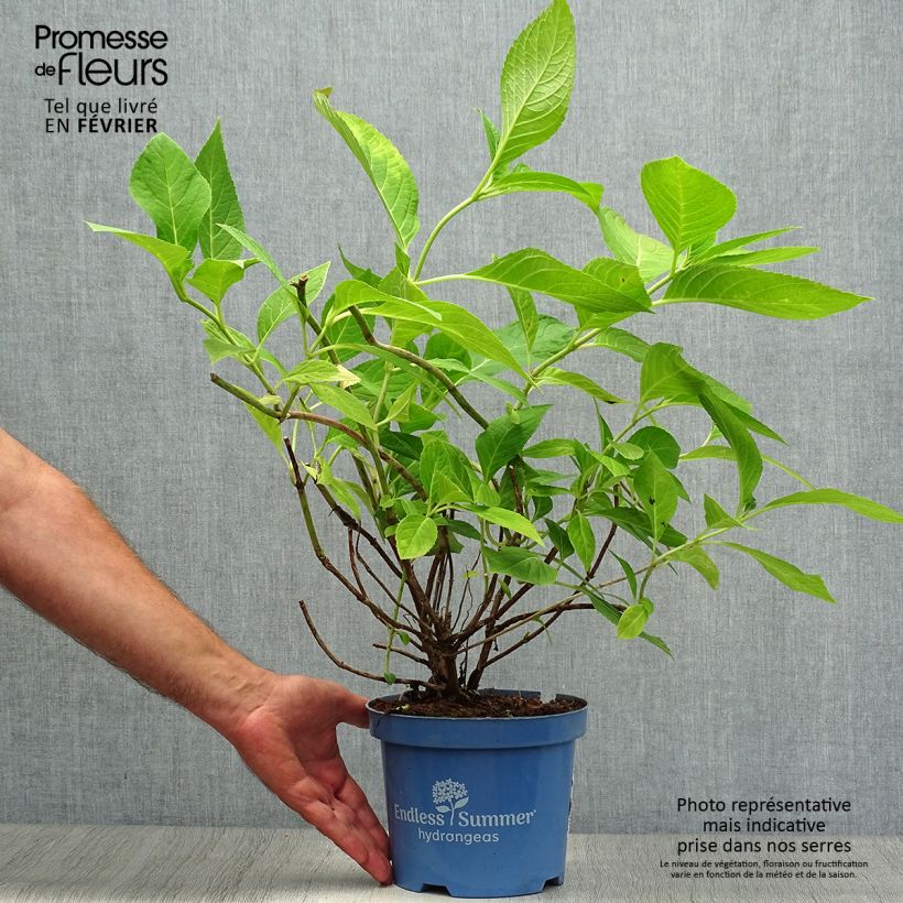 Hydrangea macrophylla Endless Summer The Original Pink 2L/3L pot sample as delivered in autumn