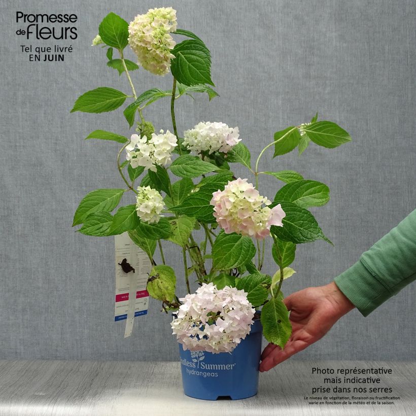 Hydrangea macrophylla Endless Summer The Original Pink 2L/3L pot sample as delivered in summer