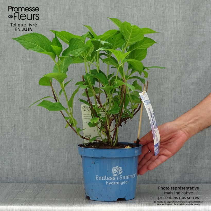 Hydrangea  macrophylla Endless Summer The Original Blue 2L/3L pot sample as delivered in summer