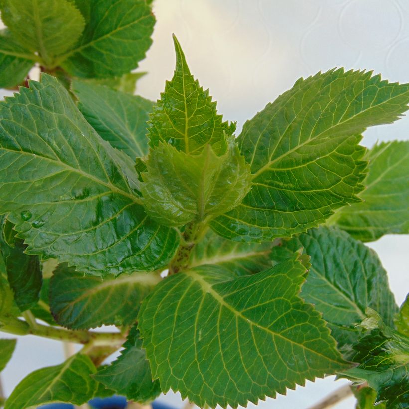 Hydrangea macrophylla Endless Summer Twist and Shout (Foliage)