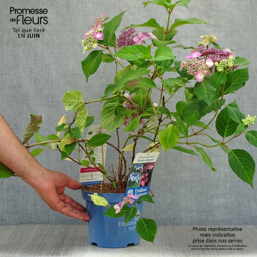 Hydrangea macrophylla Endless Summer Twist and Shout 2L/3L pot sample as delivered in summer