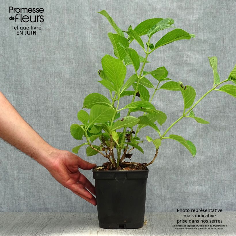 Hydrangea macrophylla Étoile Violette 2L/3L pot sample as delivered in summer