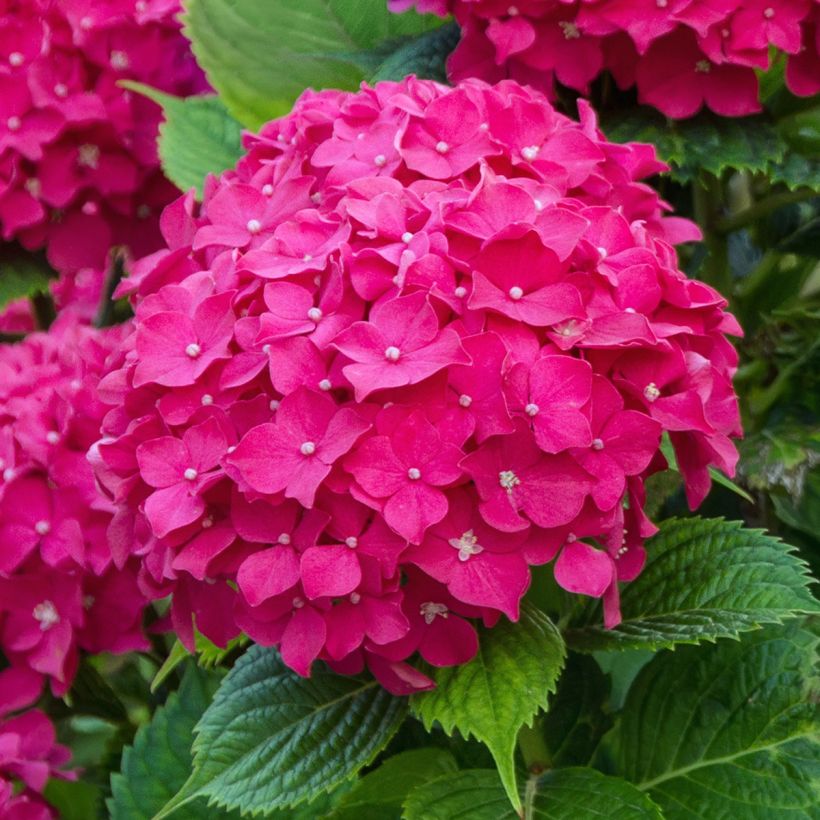 Hydrangea macrophylla Eughen Hahn (Flowering)