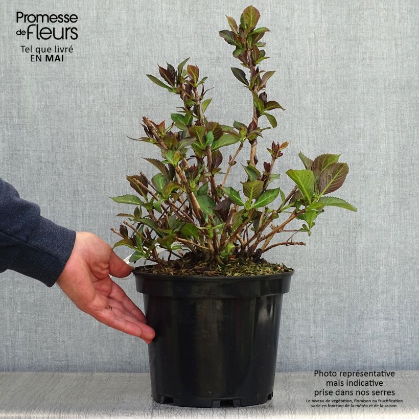 Hydrangea macrophylla Rendez-Vous French Cancan 4L/5L pot sample as delivered in spring