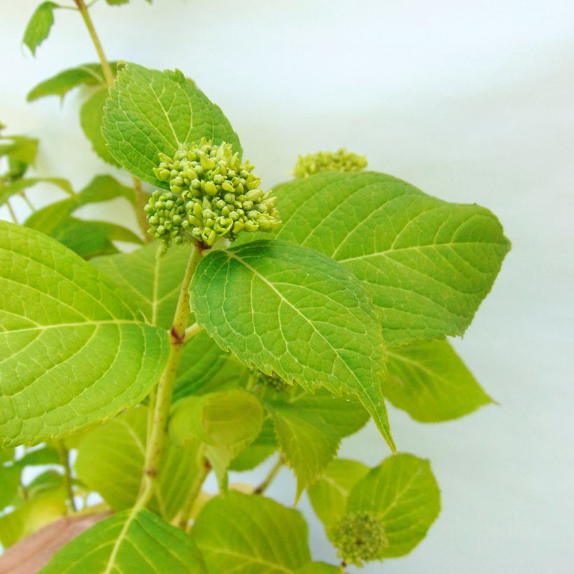 Hydrangea macrophylla Generale Vicomtesse de Vibraye (Foliage)