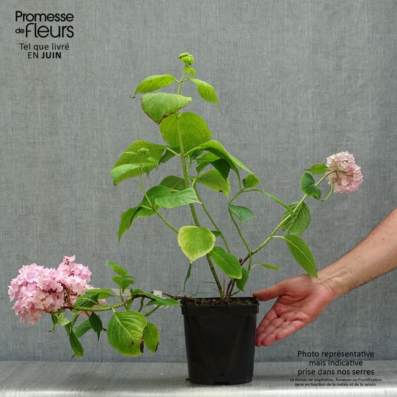 Hydrangea macrophylla Generale Vicomtesse de Vibraye 2L/3L pot sample as delivered in summer