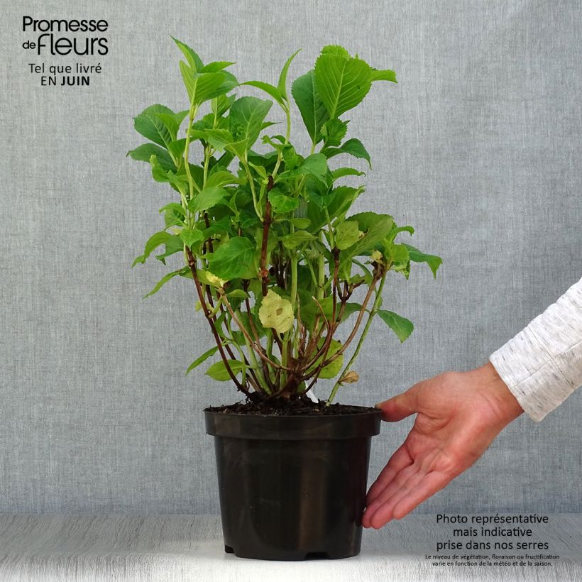 Hydrangea macrophylla Gertrud Glahn 2L/3L pot sample as delivered in summer