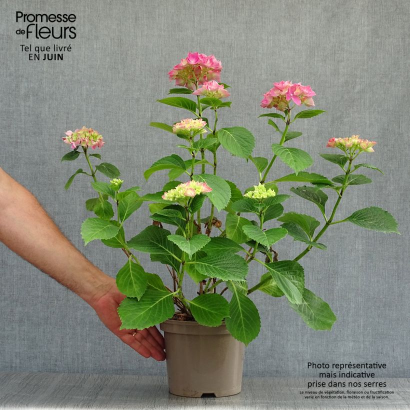 Hydrangea macrophylla Glowing Ambers 2L/3L pot sample as delivered in summer