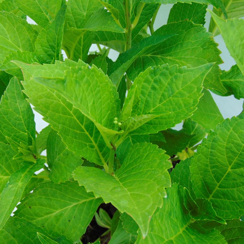 Hydrangea macrophylla Green Shadow (Foliage)