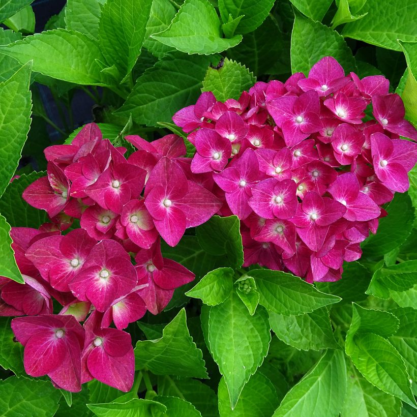 Hydrangea macrophylla Green Shadow (Flowering)