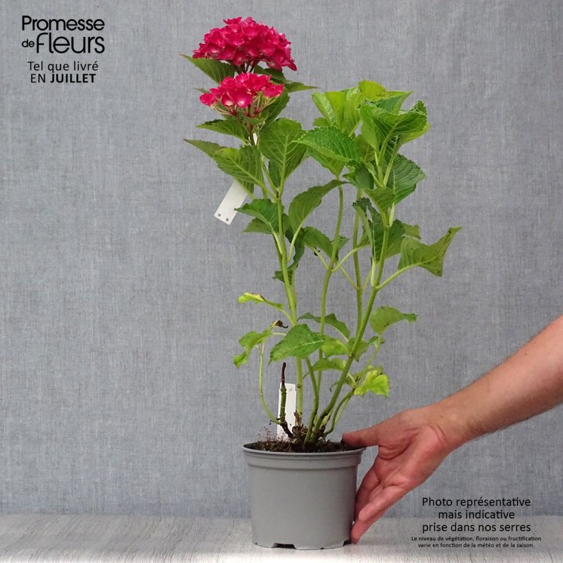 Hydrangea macrophylla Green Shadow 2L/3L pot sample as delivered in summer