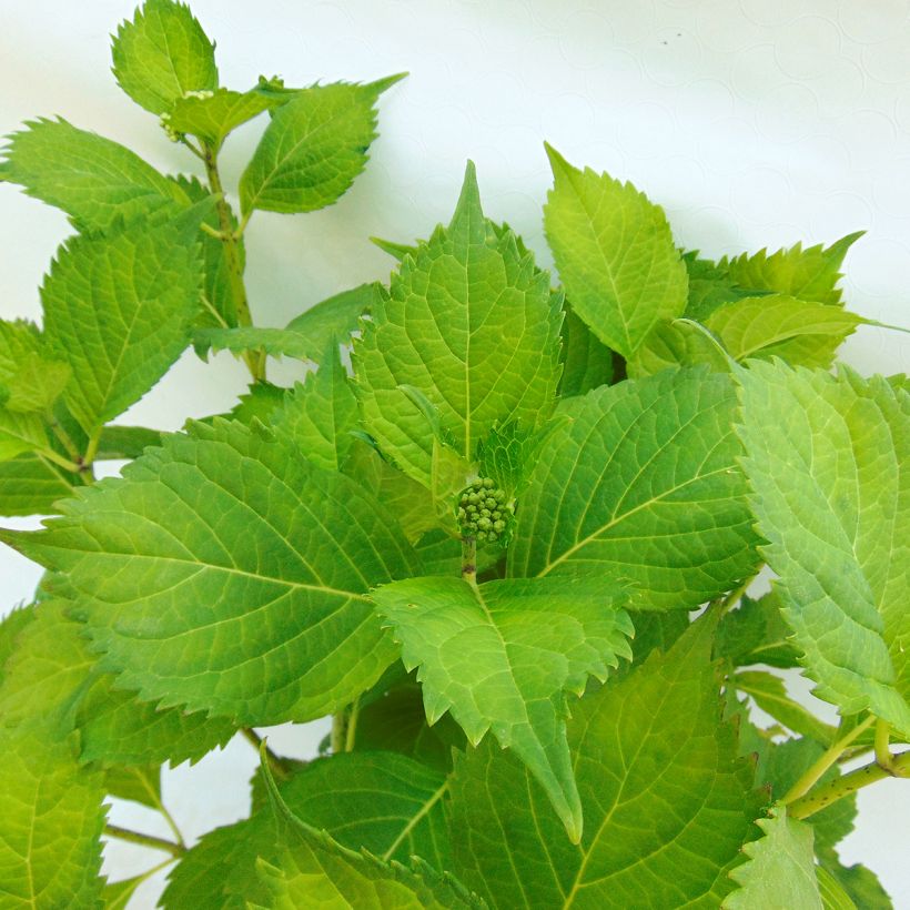 Hydrangea macrophylla Hamburg (Foliage)