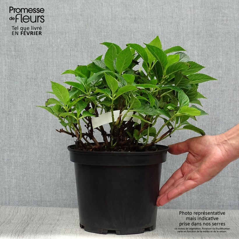 Hydrangea macrophylla Hovaria Hobergine 4L/5L pot sample as delivered in autumn
