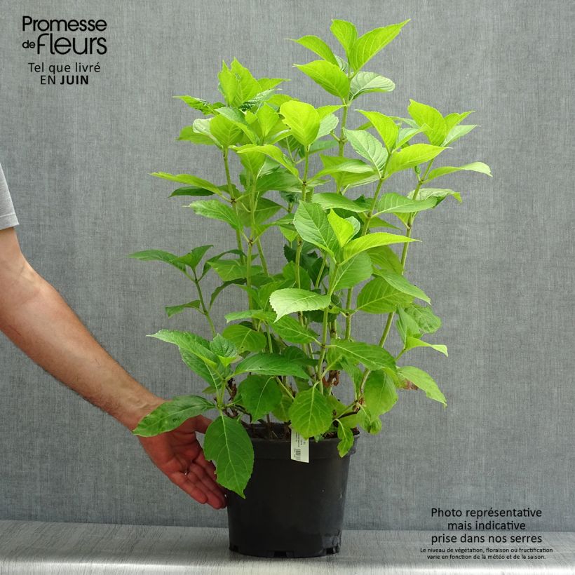 Hydrangea macrophylla Hovaria Hobergine 4L/5L pot sample as delivered in summer