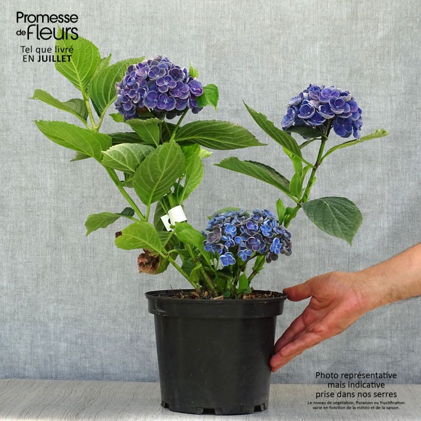 Hydrangea macrophylla Hovaria Hopcorn 4L/5L pot sample as delivered in summer