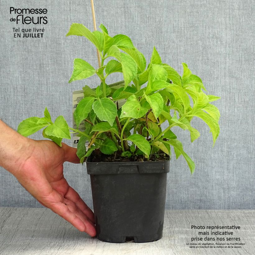 Hydrangea macrophylla Immaculata 2L/3L pot sample as delivered in summer