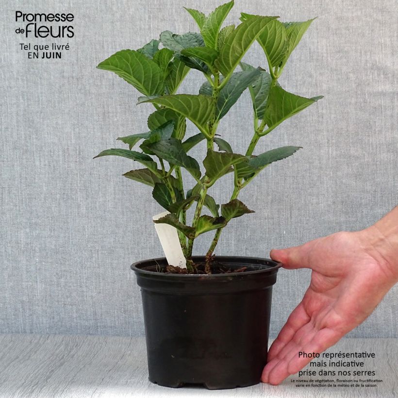 Hydrangea macrophylla Julisa 1.5L/2L pot sample as delivered in summer