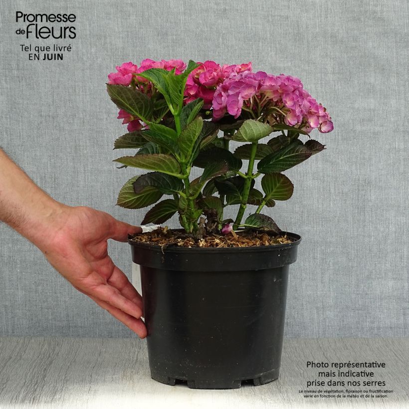 Hydrangea macrophylla Julisa 4L/5L pot sample as delivered in summer