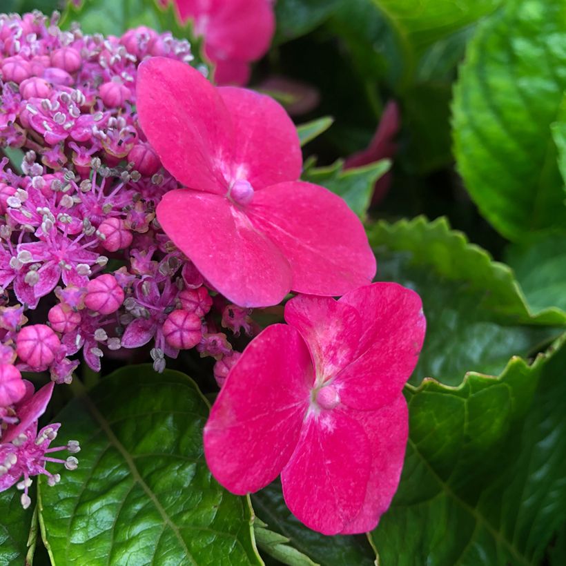 Hydrangea macrophylla Teller Kardinal (Flowering)