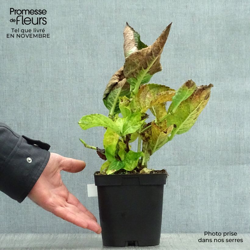 Hydrangea macrophylla Kazan 2L/3L pot sample as delivered in autumn