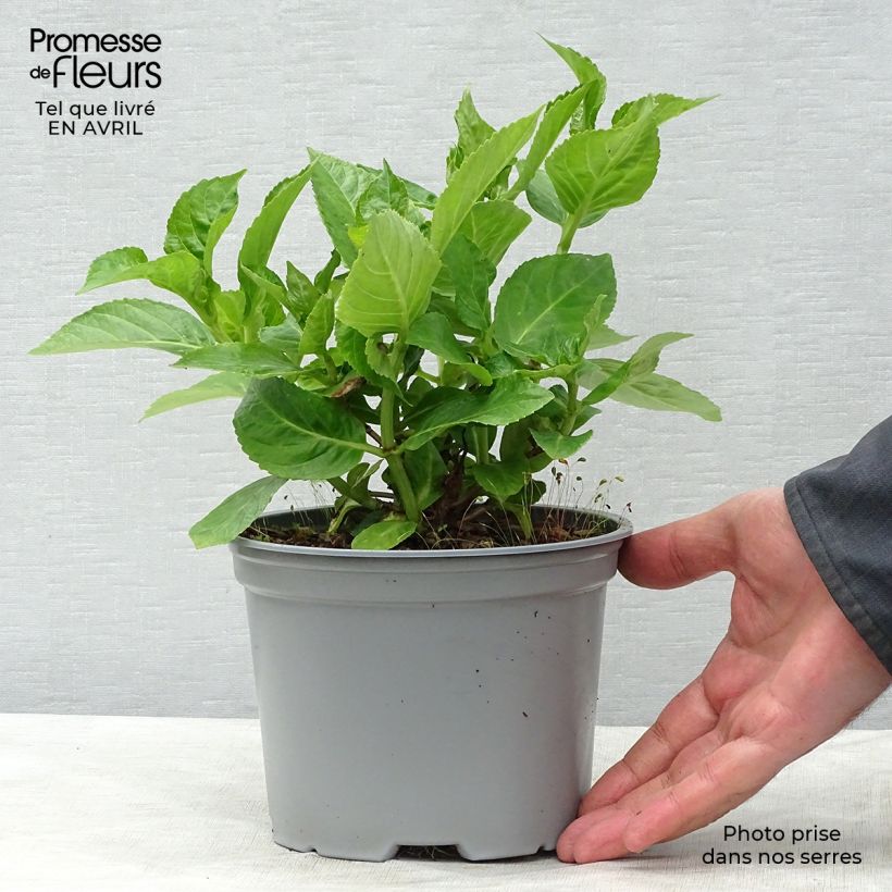 Hydrangea macrophylla Koria 2L/3L pot sample as delivered in spring
