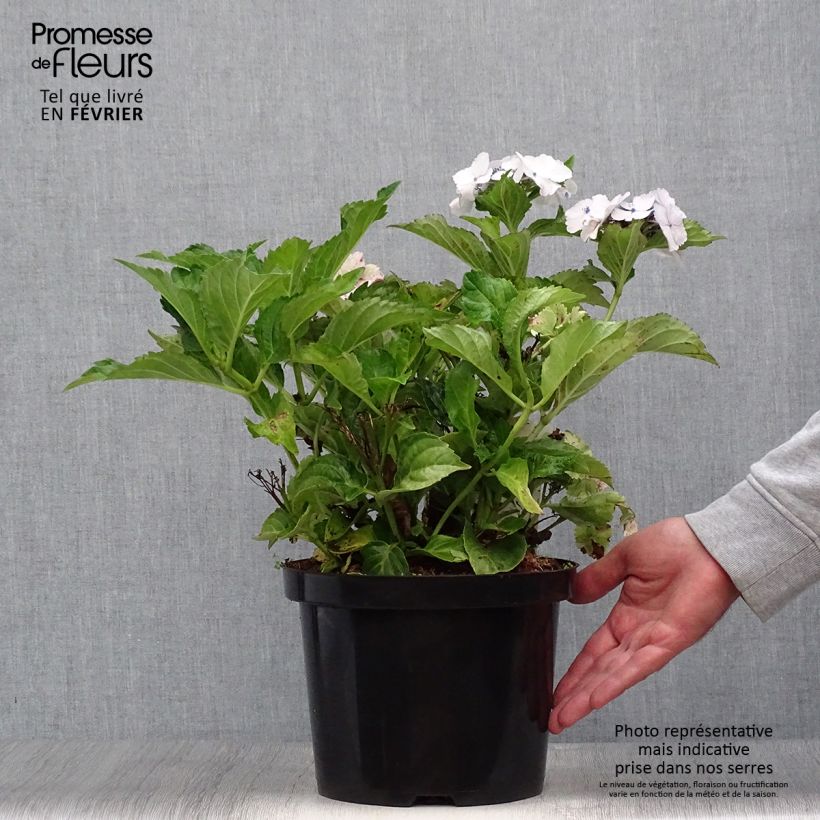 Hydrangea macrophylla Koria 4L/5L pot sample as delivered in autumn