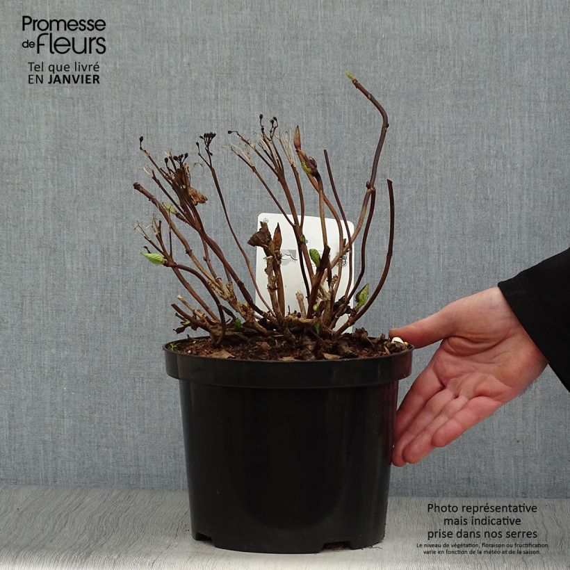 Hydrangea macrophylla Koria 4L/5L pot sample as delivered in winter