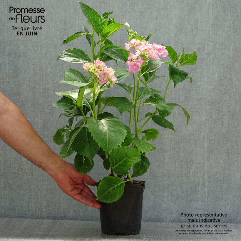 Hydrangea macrophylla La Marne 2L/3L pot sample as delivered in summer