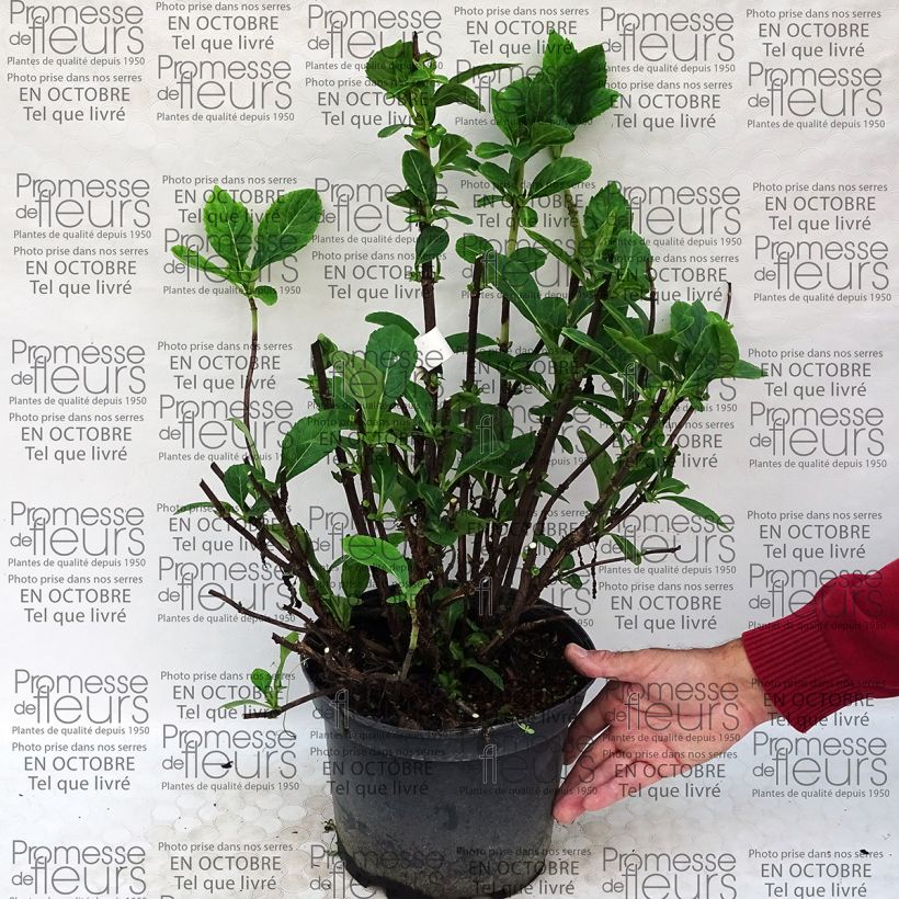 Example of Hydrangea macrophylla Rendez-Vous - La Vie en Rose 4L/5L pot specimen as delivered