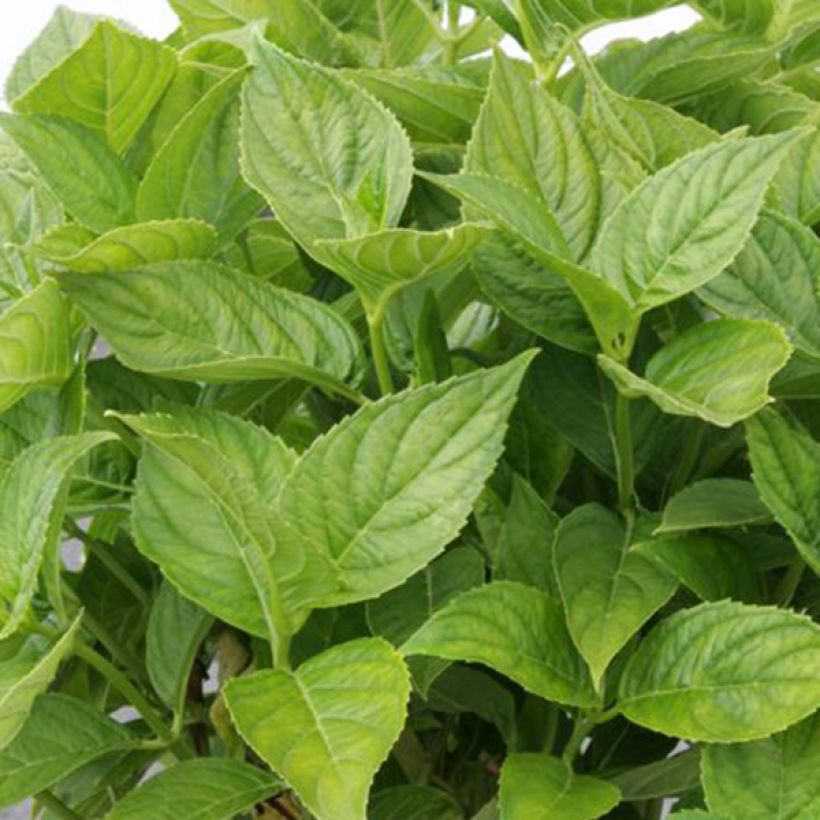 Hydrangea macrophylla Lanarth White (Foliage)