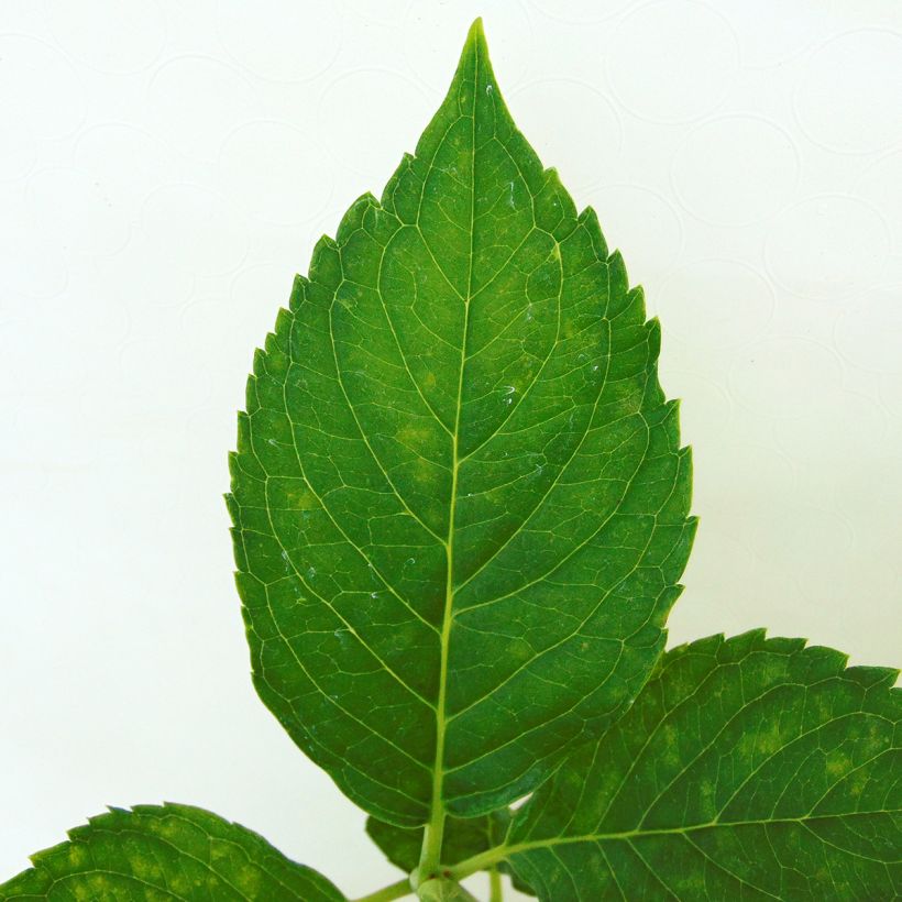 Hydrangea macrophylla Leuchtfeuer (Foliage)