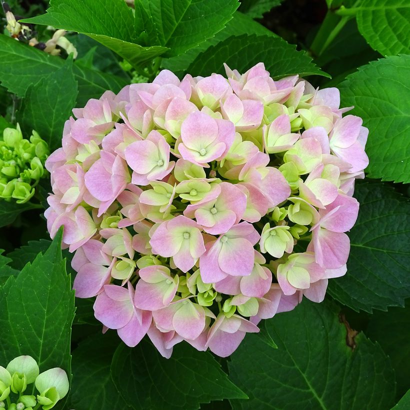 Hydrangea macrophylla Leuchtfeuer (Flowering)