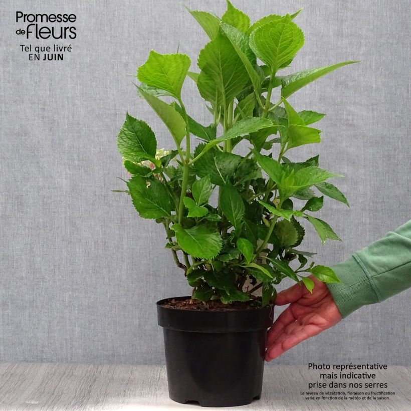 Hydrangea macrophylla Leuchtfeuer 2L/3L pot sample as delivered in summer