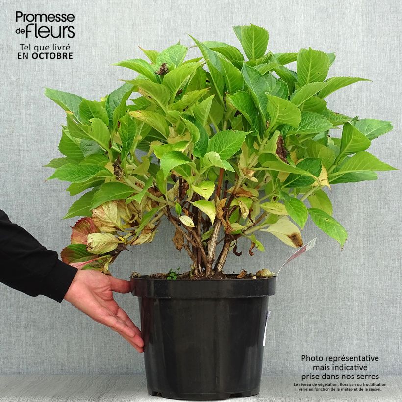 Hydrangea macrophylla Leuchtfeuer 7.5L/10L pot sample as delivered in autumn