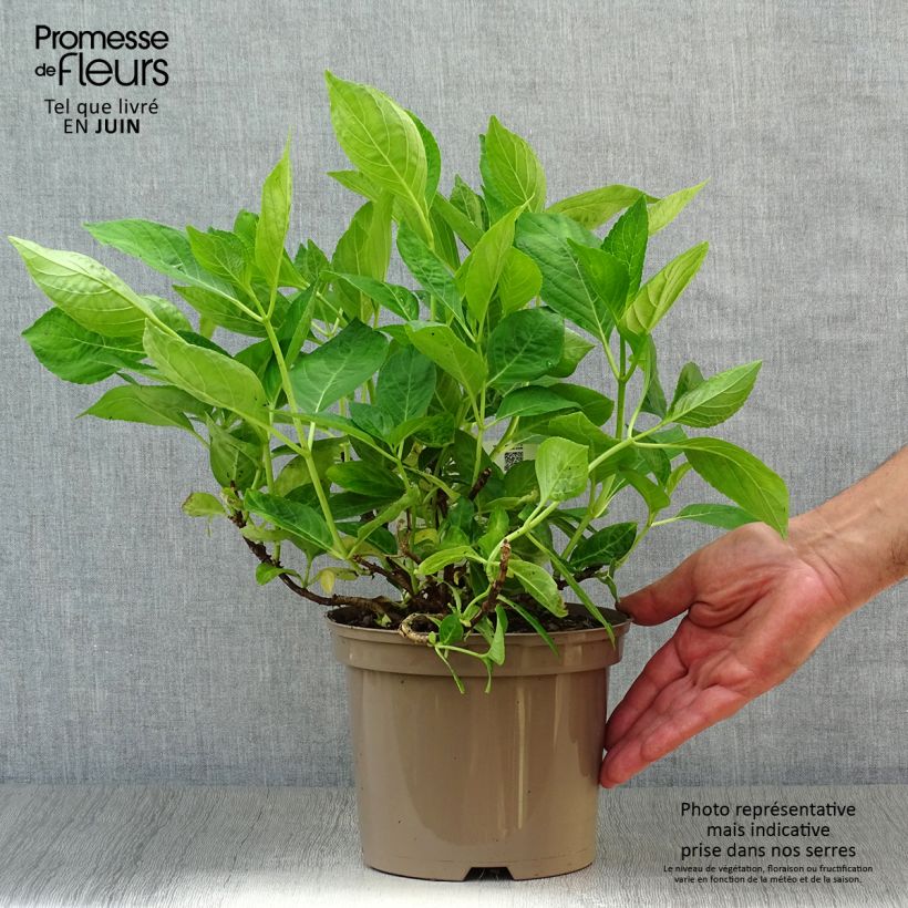 Hydrangea macrophylla Libelle 2L/3L pot sample as delivered in summer