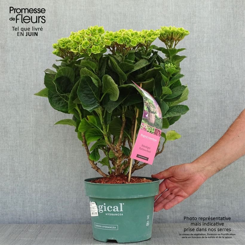 Hydrangea macrophylla Magical Amethyst 4L/5L pot sample as delivered in spring