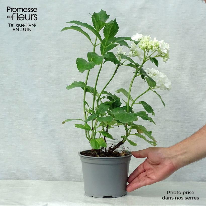 Hydrangea macrophylla Magical Jade 2L/3L pot 20/30cm sample as delivered in summer