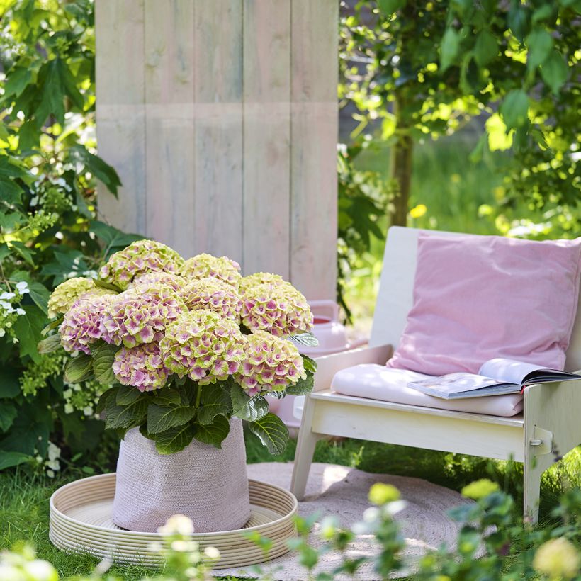 Hydrangea macrophylla Magical Jewel Pink (Plant habit)