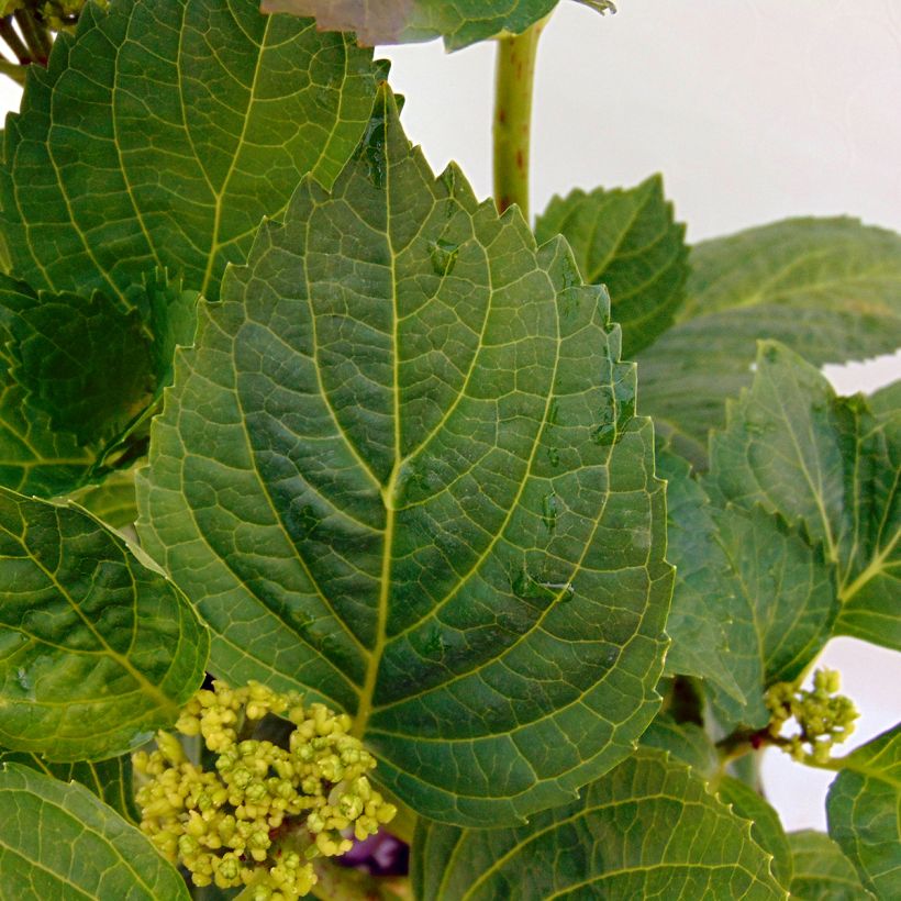 Hydrangea macrophylla Magical Noblesse (Foliage)