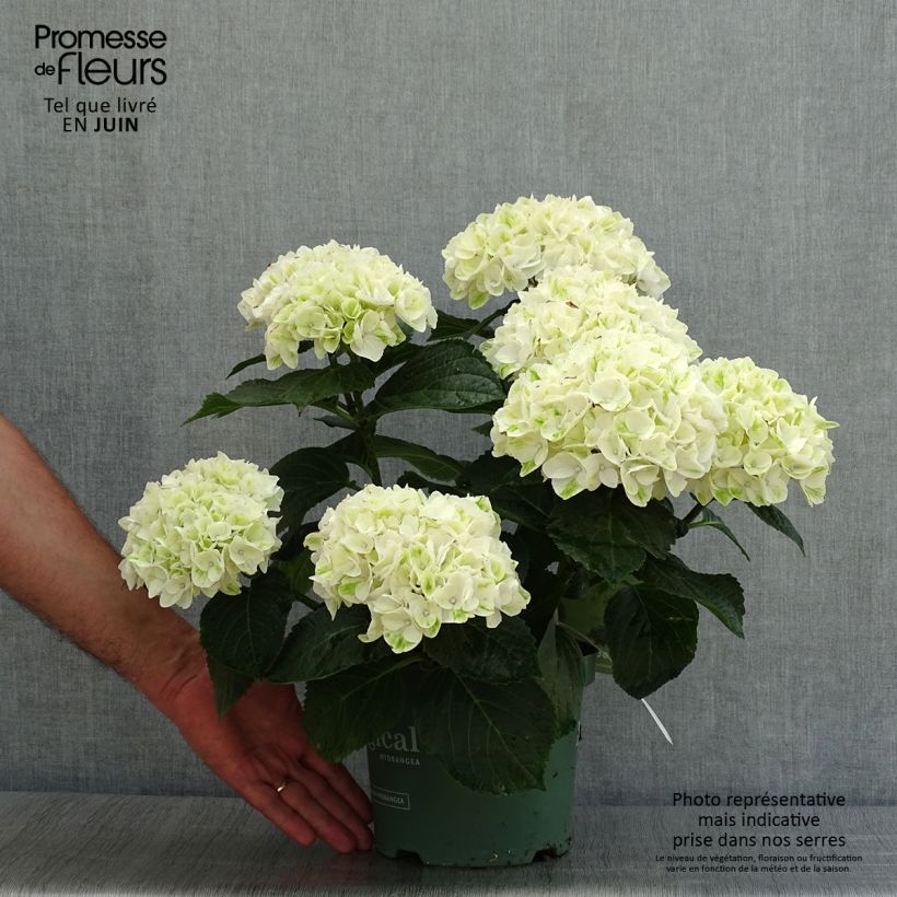 Hydrangea macrophylla Magical Noblesse 2L/3L pot sample as delivered in summer