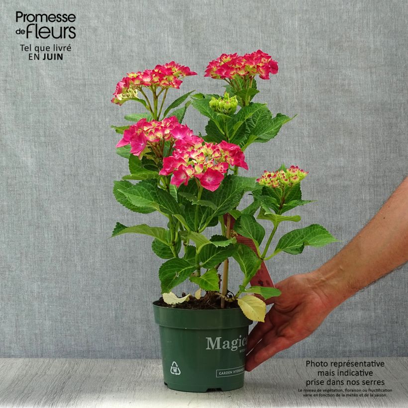 Hydrangea macrophylla Ruby Tuesday 2L/3L pot sample as delivered in summer