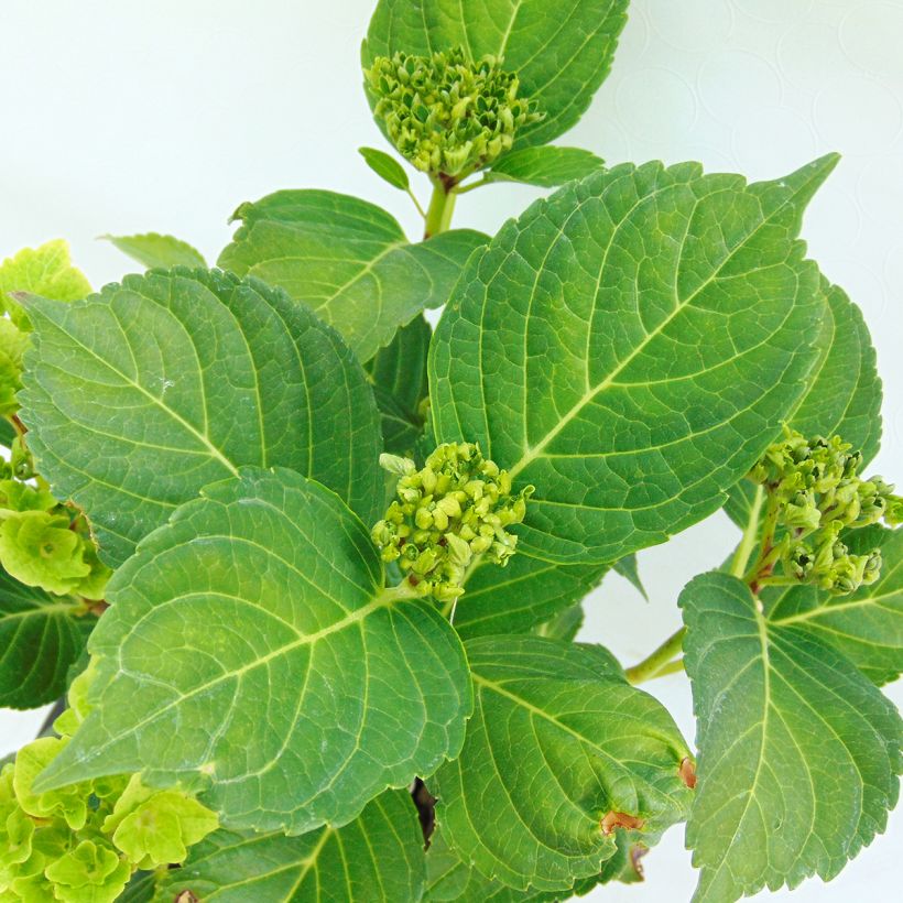 Hydrangea macrophylla Magical Summer Green (Foliage)