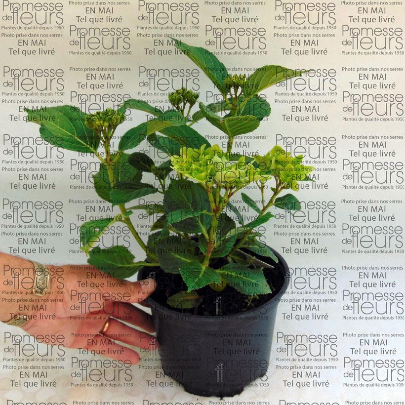 Example of Hydrangea macrophylla Magical Summer Green 2L/3L pot specimen as delivered
